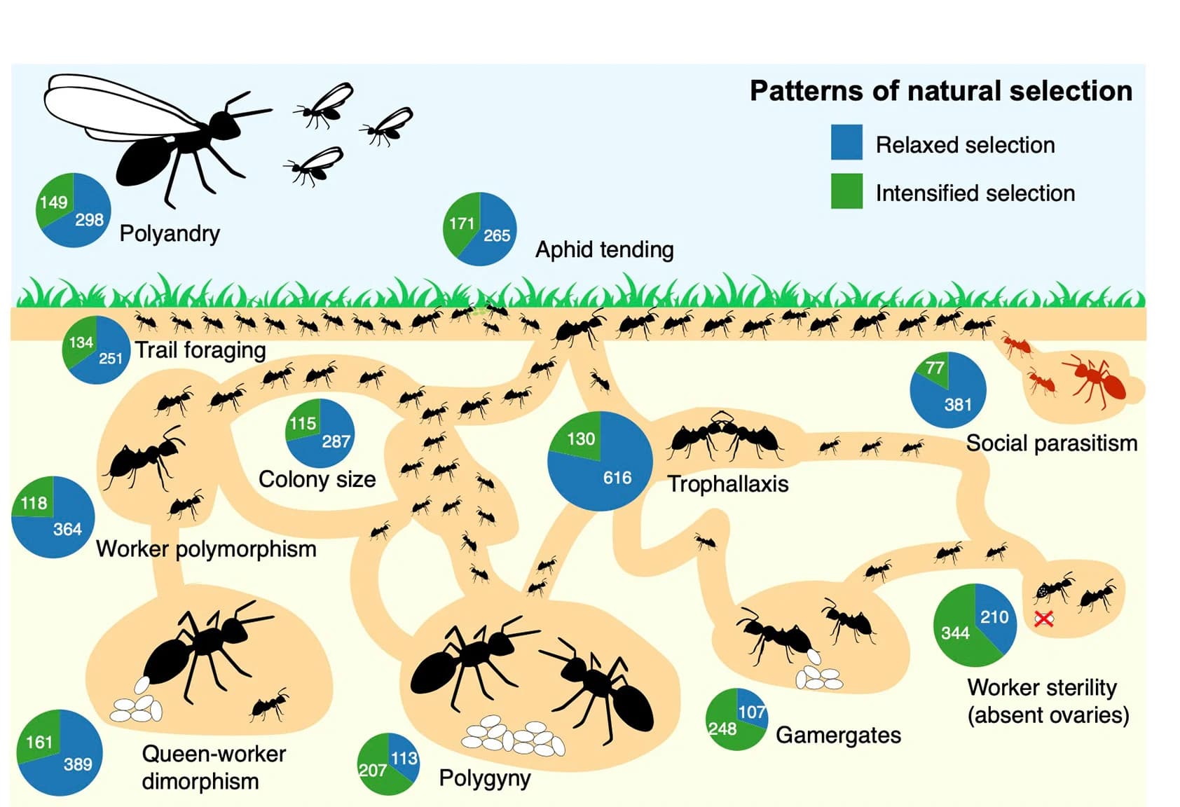 Open access visualization of Illustration, Pie Chart, Social Traits, Selection, Evolution