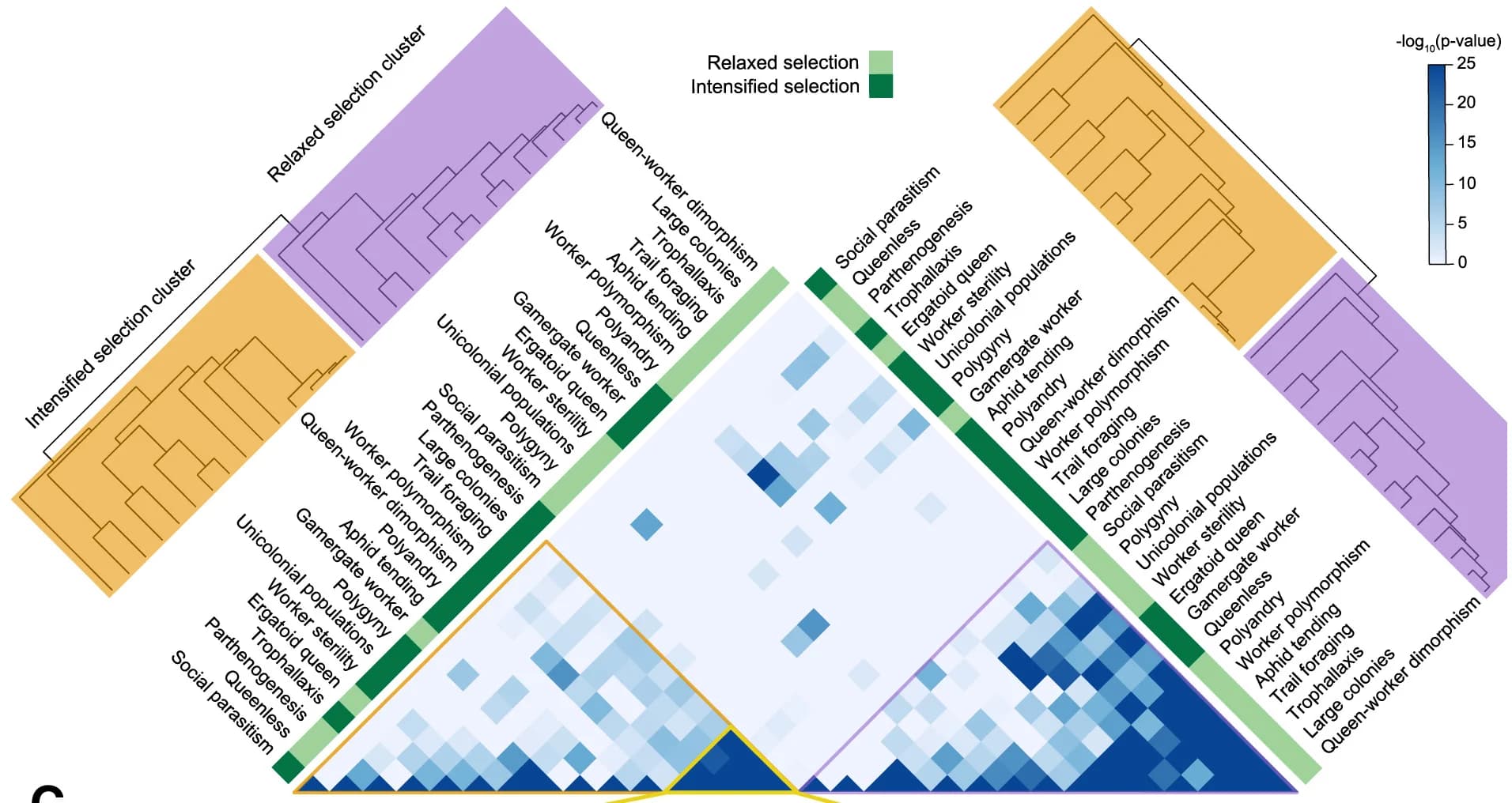 Open access visualization of Heatmap, Clustered, Genes, Phenotypic Traits, Selection