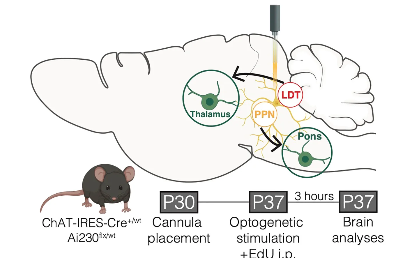 Open access visualization of Workflow, Illustration, Optogenetic Stimulation, Cholinergic Neurons, Laterodorsal Tegmentum Nucleus