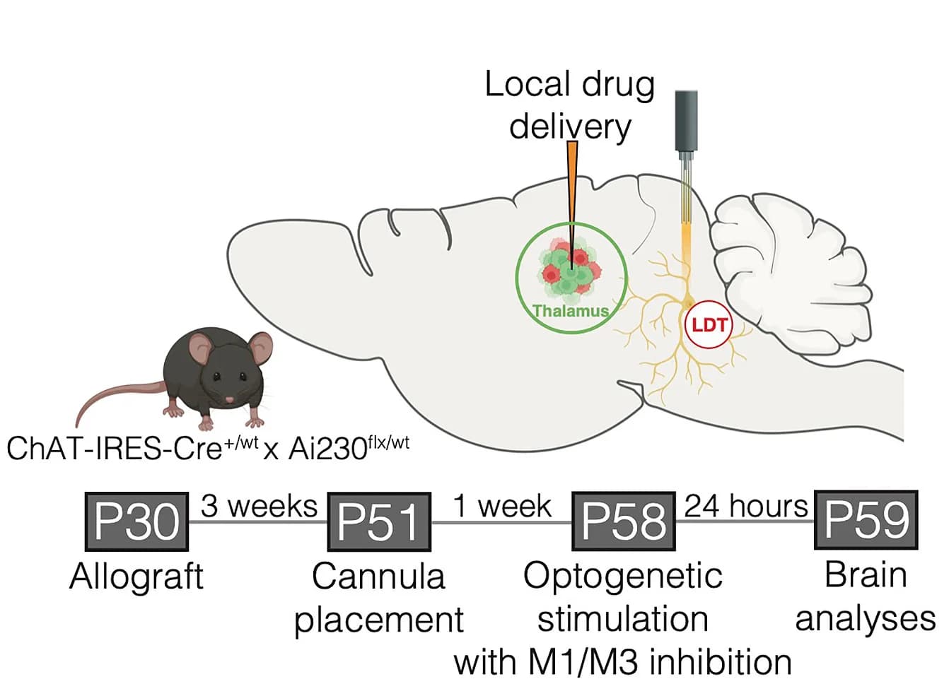 Open access visualization of Workflow, Illustration, Schematic, Experimental Paradigm, Muscarinic Receptors M1
