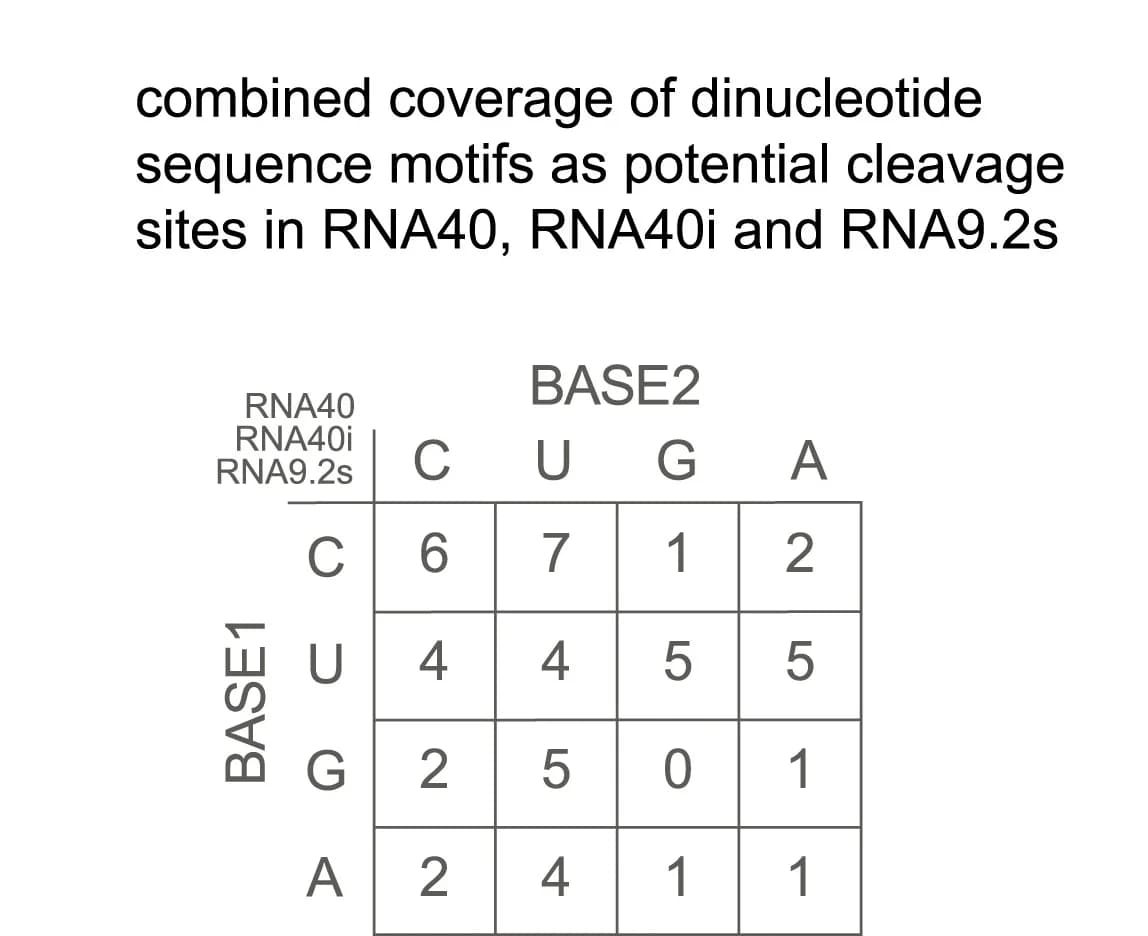 Open access visualization of Illustration, Table Image, Dinucleotide Motifs, Cleavage Sites, RNA40