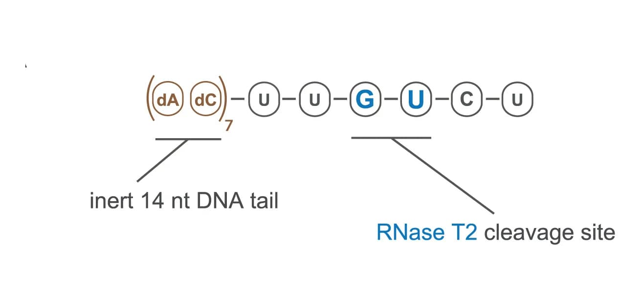 Open access visualization of Illustration, Chemical Structure, DNA-RNA Oligonucleotides, RNase T2, RNase 1