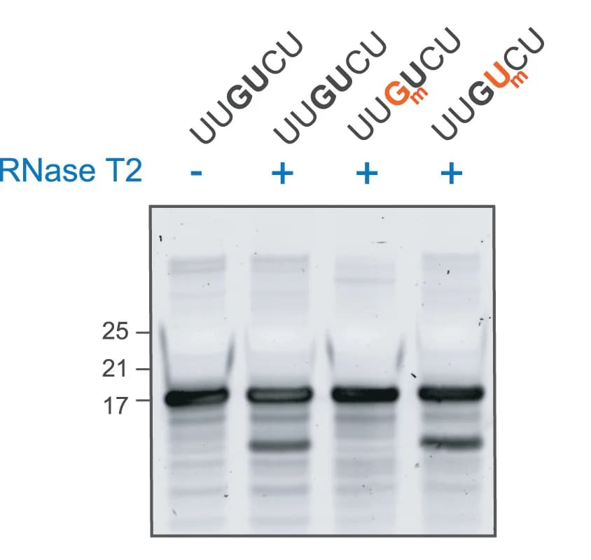 Open access visualization of Gel, Oligonucleotides, RNase T2, Cleavage, IDTE Buffer