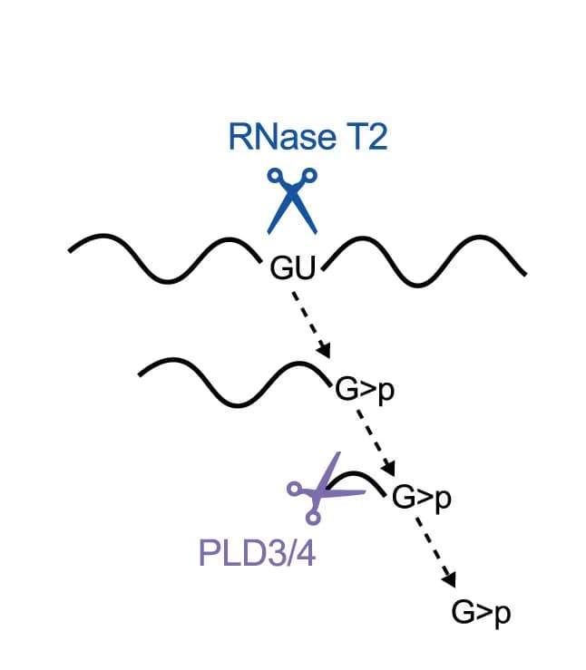 Open access visualization of Workflow, Illustration, 2',3'-cGMP Release, ssRNA, RNase T2