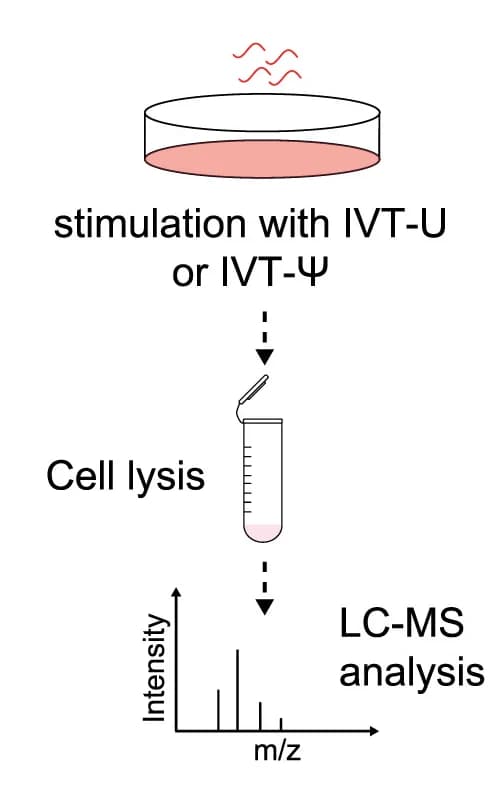 Open access visualization of Workflow, Bar Plot, Single Nucleotides, Transfection, Scheme
