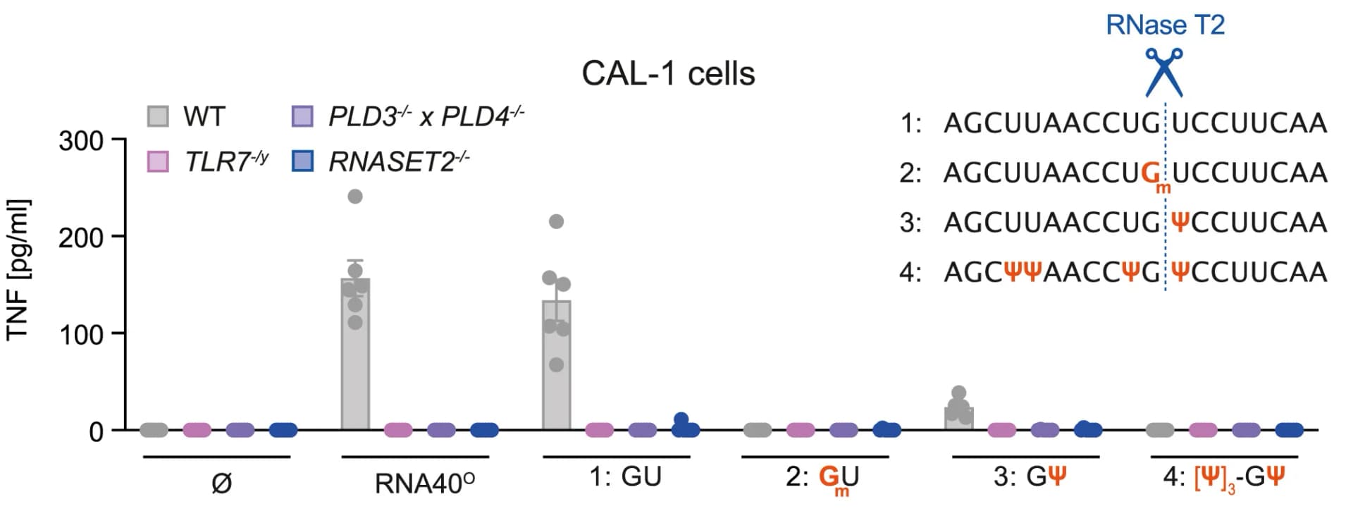 Open access visualization of Bar Plot, Error Bars, Scatter Plot, CAL-1 Cells, Genotypes