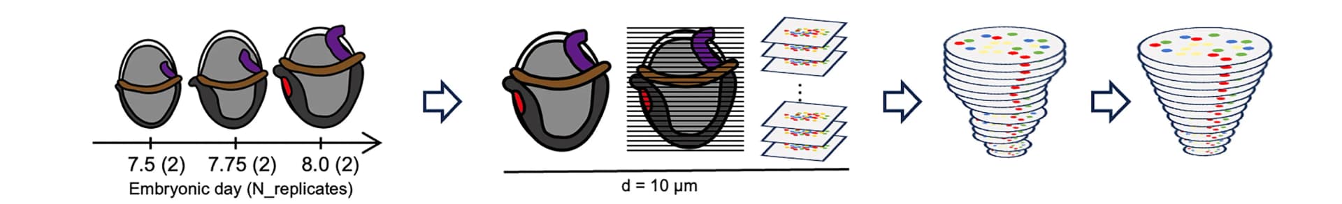 Open access visualization of Workflow, Illustration, Single-Cell Spatial Transcriptomes, Stereo-Seq, Mouse Embryos