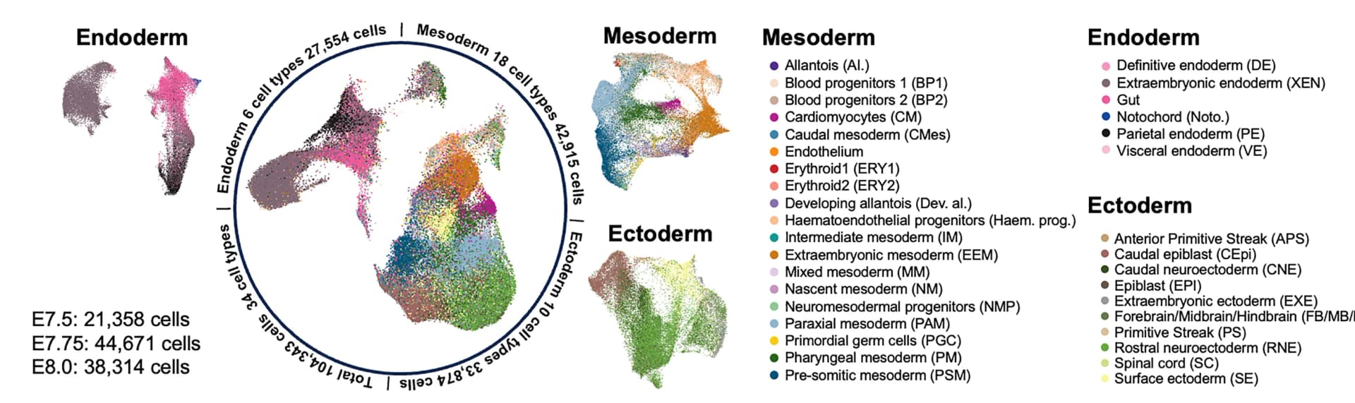 Open access visualization of Scatter Plot, UMAP, PCA, Whole Embryo, Germ Layer