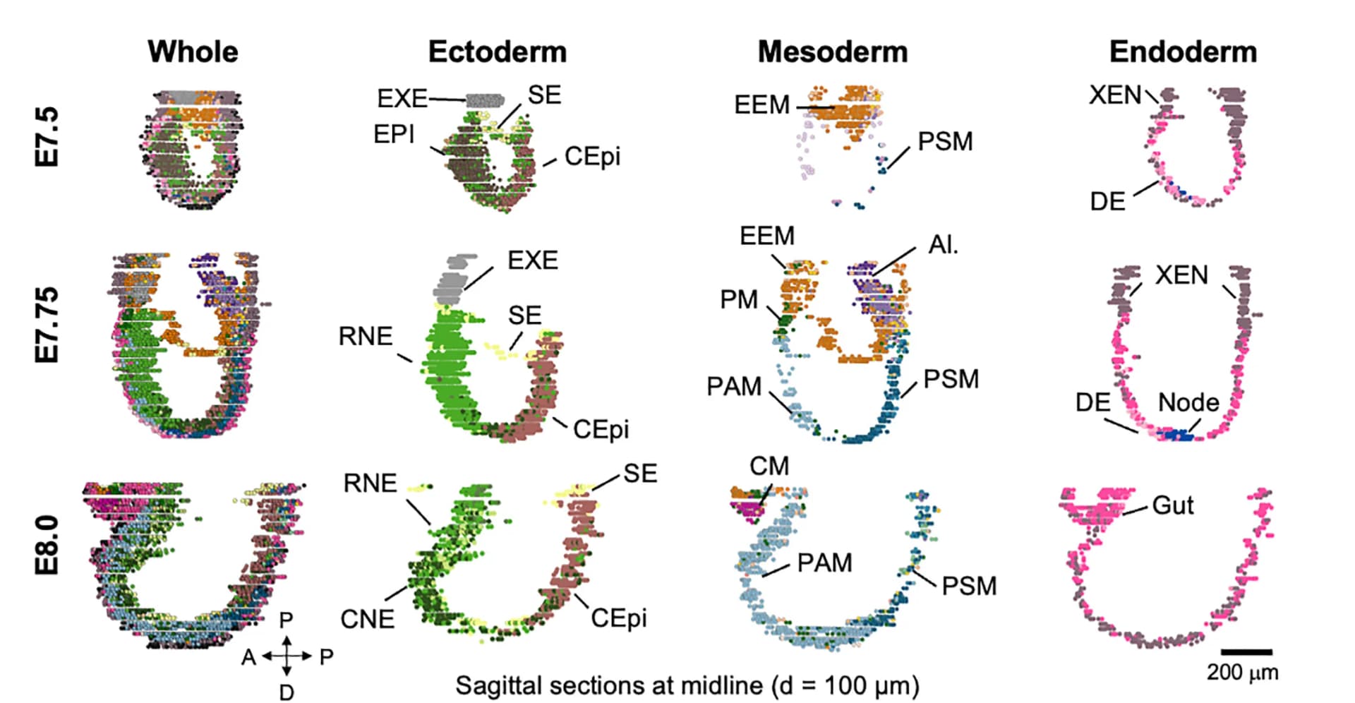 Open access visualization of Scatter Plot, Embryos, Sagittal Sections, Cell Type Localization, Spatial Expression