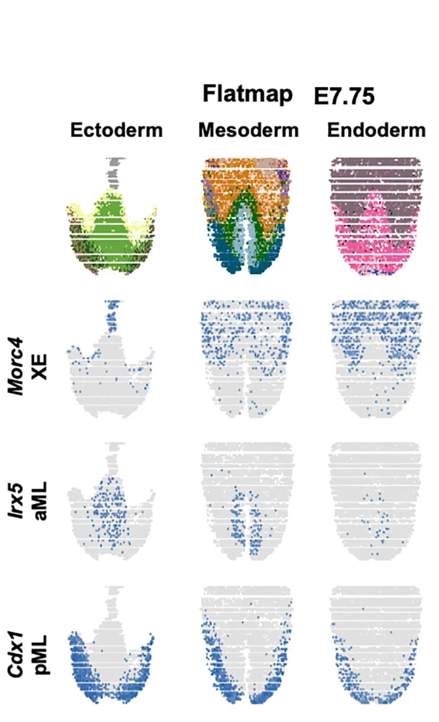 Open access visualization of Scatter Plot, Flatmaps, Co-patterning, Germ Layers, Gene Expression