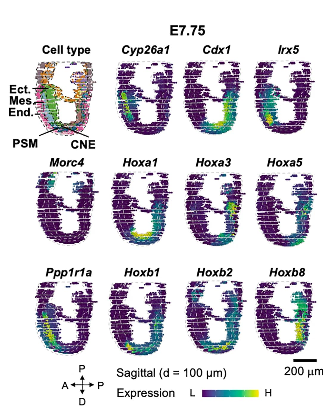 Open access visualization of Scatter Plot, Heatmap, Sagittal Sections, Gene Expression, Embryo