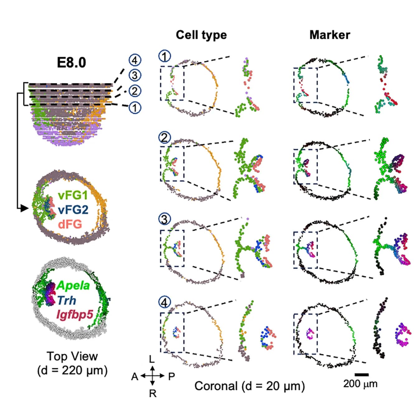 Open access visualization of Scatter Plot, Coronal Sections, Spatial Localization, Marker Gene Expression, vFG1