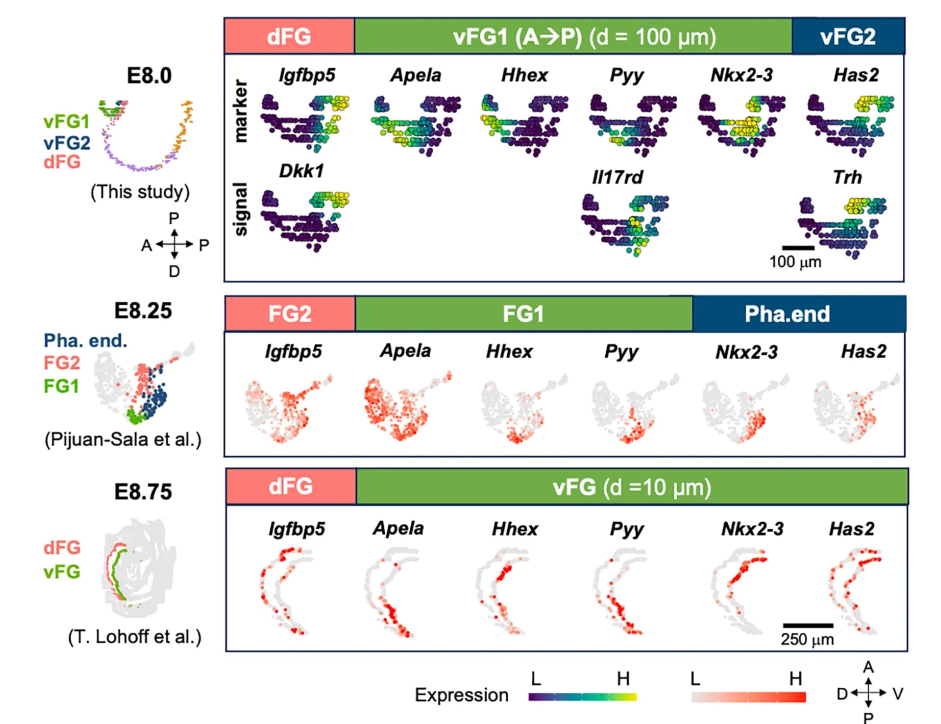 Open access visualization of Scatter Plot, UMAP, Gene Expression, vFG, E8.0
