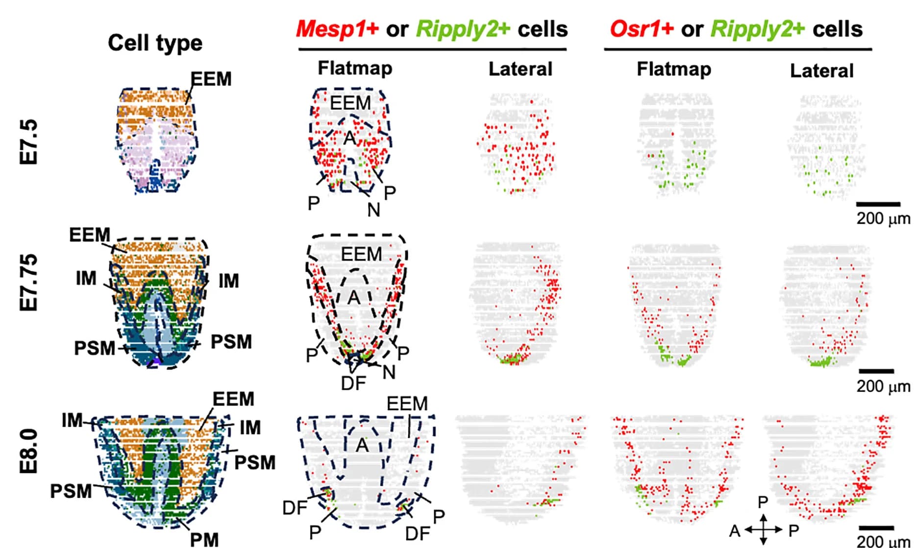 Open access visualization of Scatter Plot, Mesp1, Osr1, Ripply2, Gene Expression