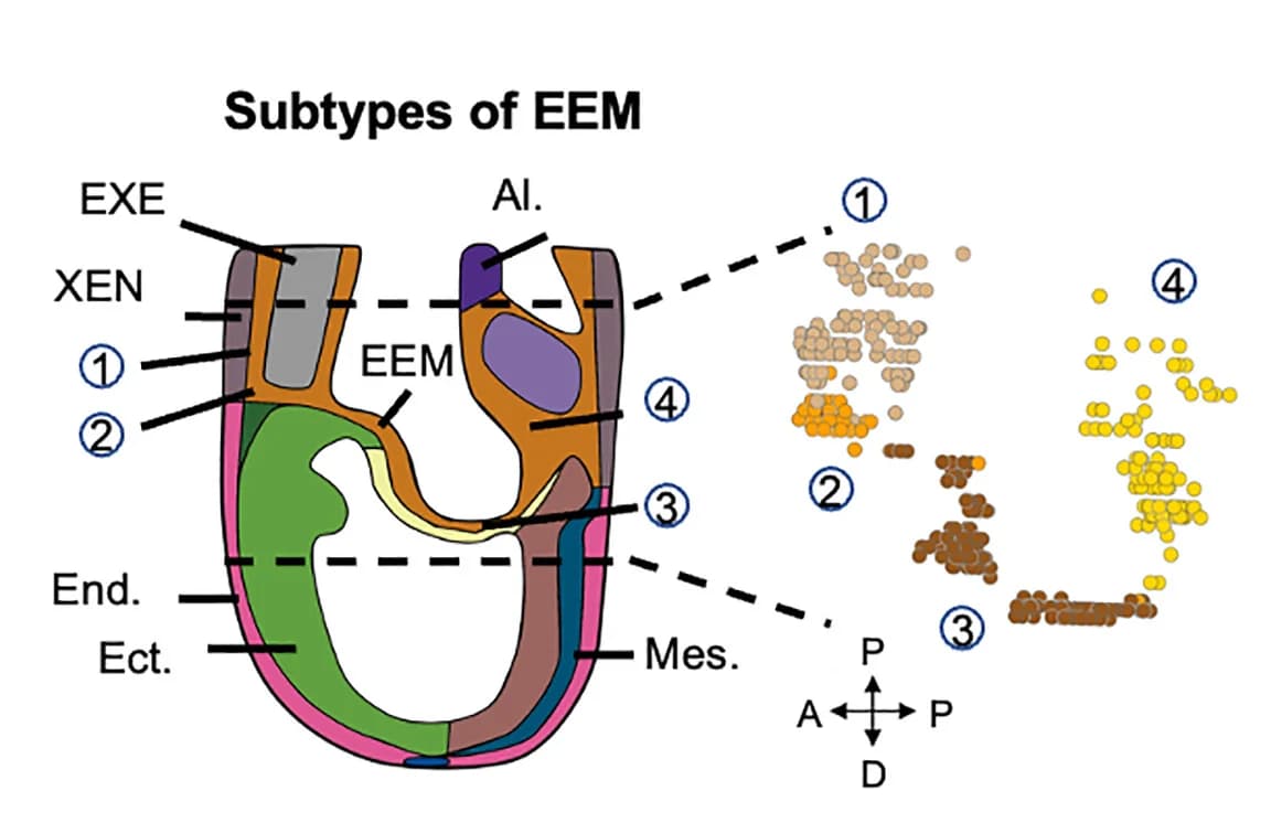 Open access visualization of Workflow, Scatter Plot, Embryo, EEM Cell Type, Subclusters
