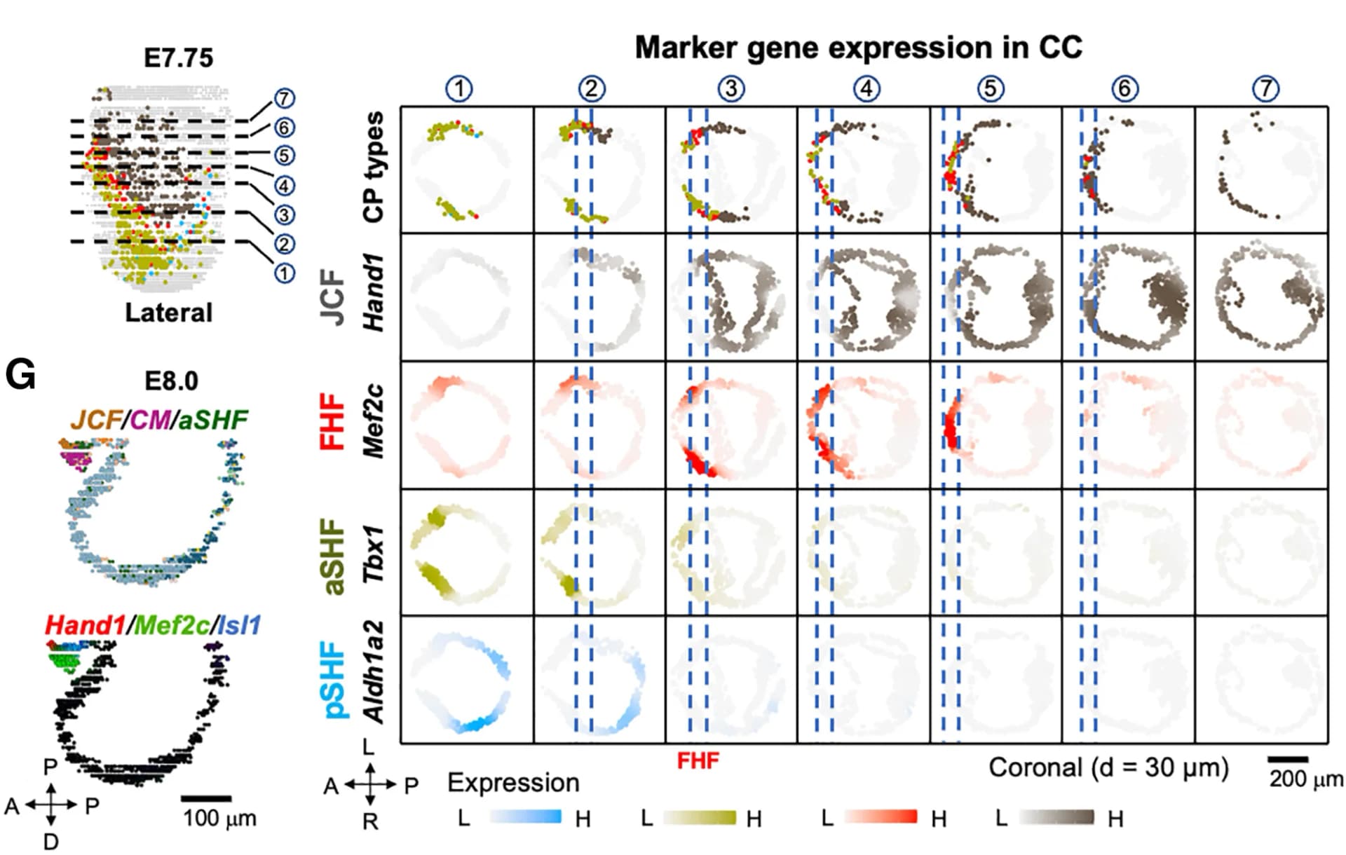 Open access visualization of Scatter Plot, INR-Smoothed Expression, CP Cluster-Specific Genes, Coronal Sections, FHF Spanning Areas
