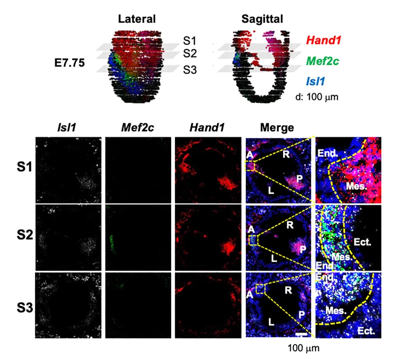 Open access visualization of Microscopy, RNAscope Analysis, CP Markers, Embryos