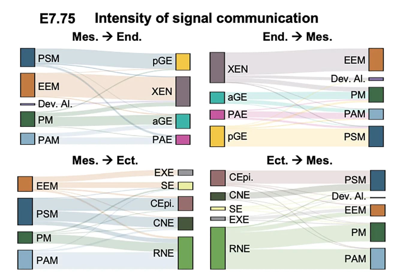Open access visualization of Sankey, Bar Plot, Signaling Communication Intensity, Germ Layers, E7.75