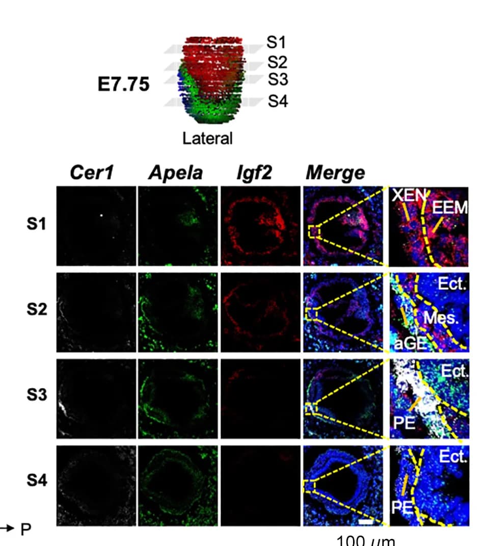 Open access visualization of Microscopy, RNAscope Analysis, E7.75, PDZ