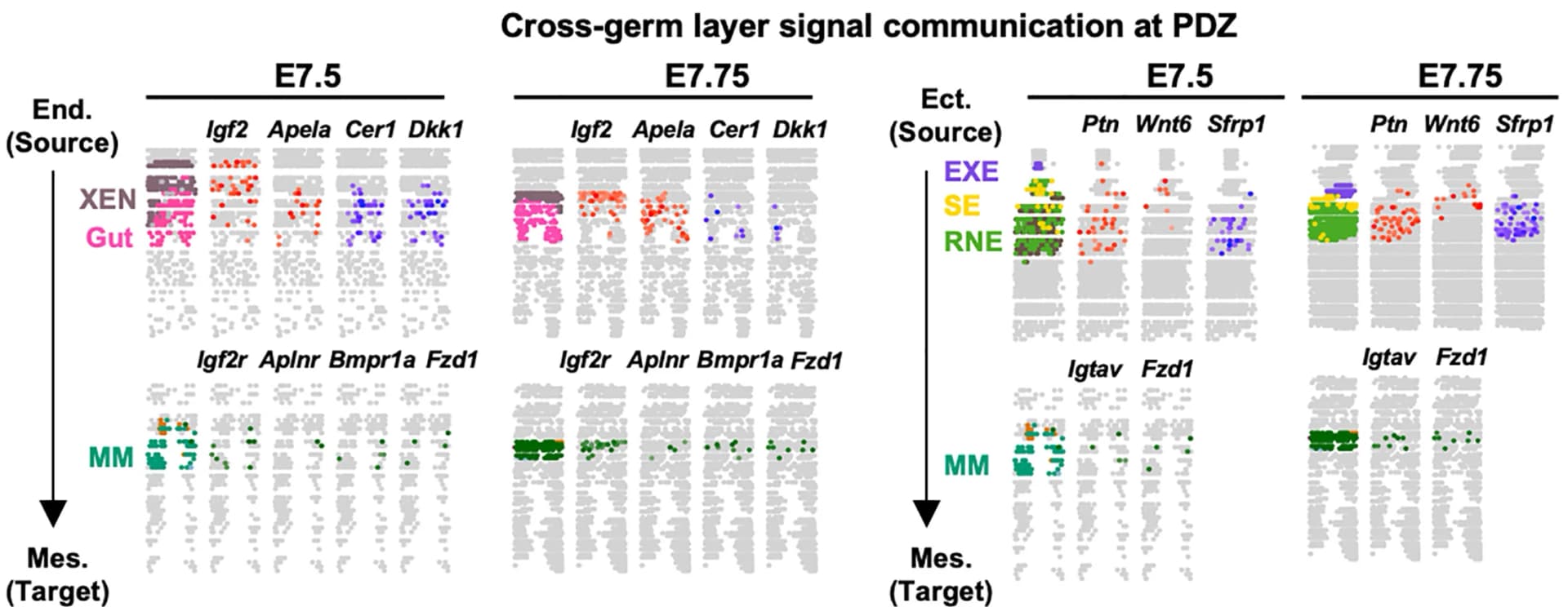 Open access visualization of Scatter Plot, Cross-Germ-Layer Signaling, Cardiac Primordium Formation, Sagittal Sections, PDZ Cells