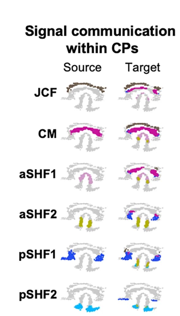 Open access visualization of Illustration, Signaling Communication, CPs, Source Cells, Target Cells