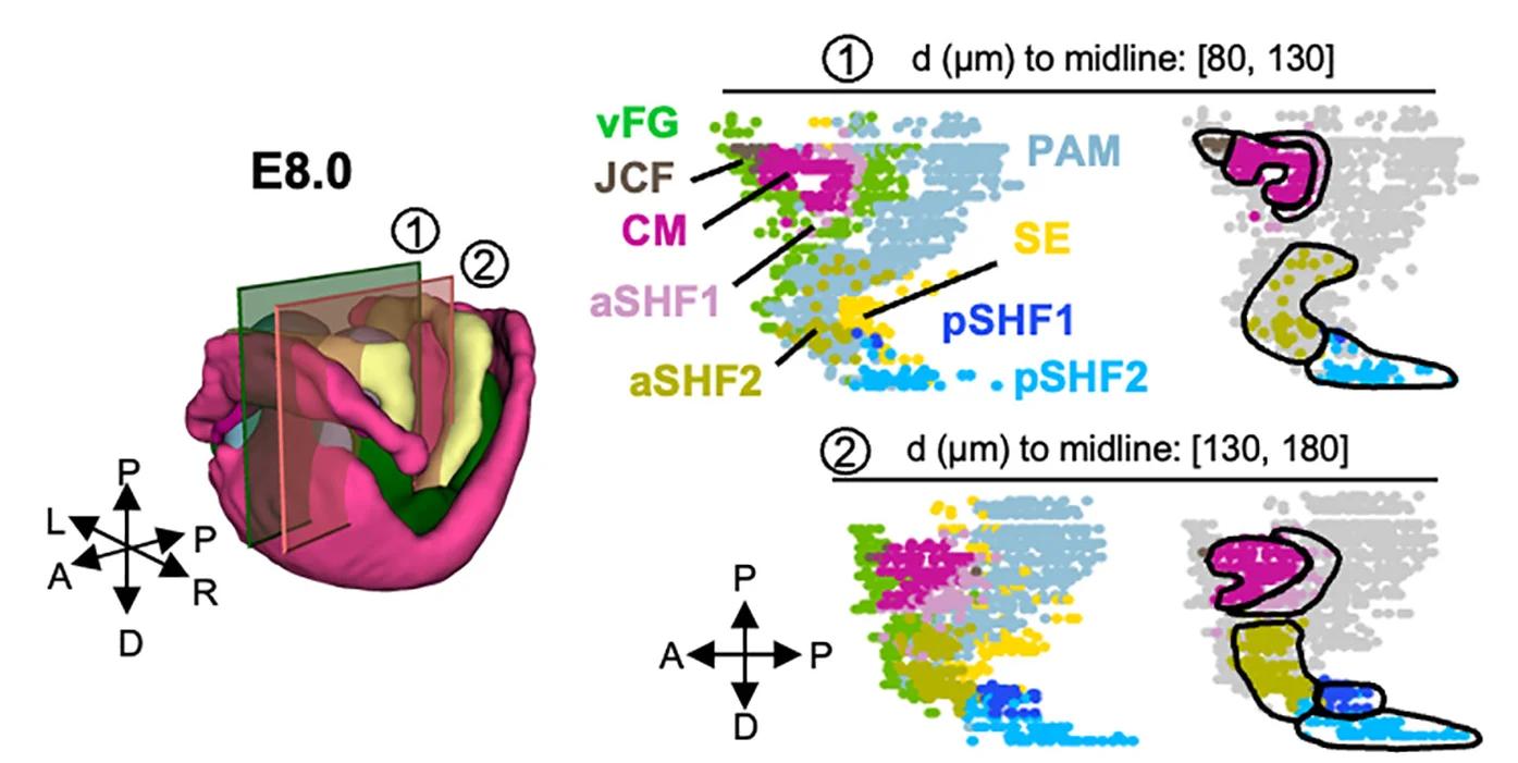 Open access visualization of Scatter Plot, 3D Plot, 3D Morphological Model, Sagittal Sections, Endodermal Cells