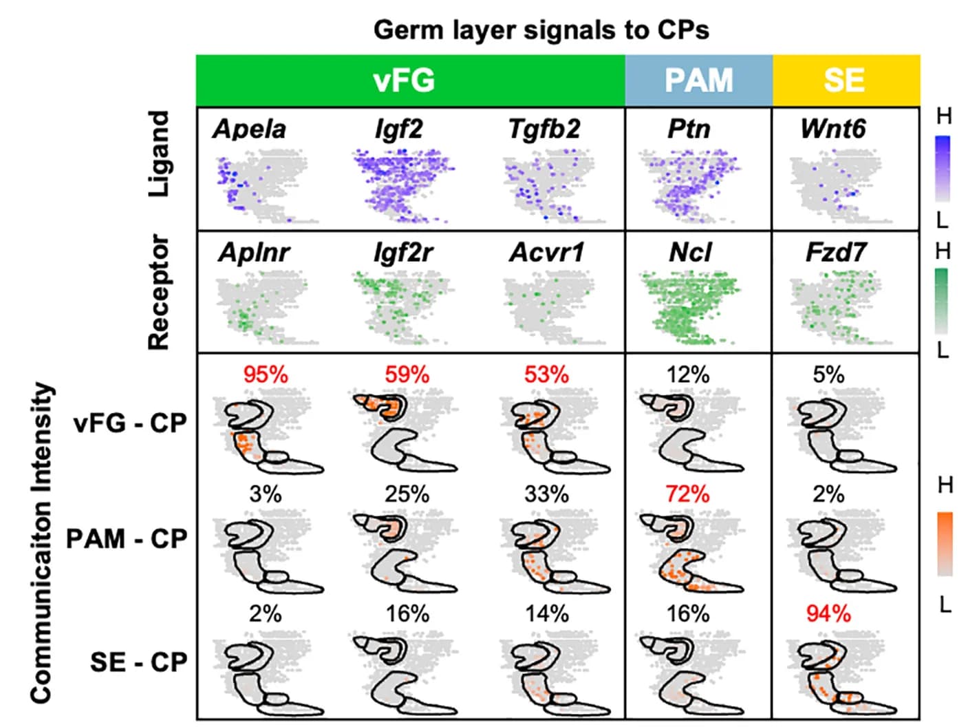 Open access visualization of Scatter Plot, Signaling Communication, Cell Types, CP Clusters, Sagittal Sections