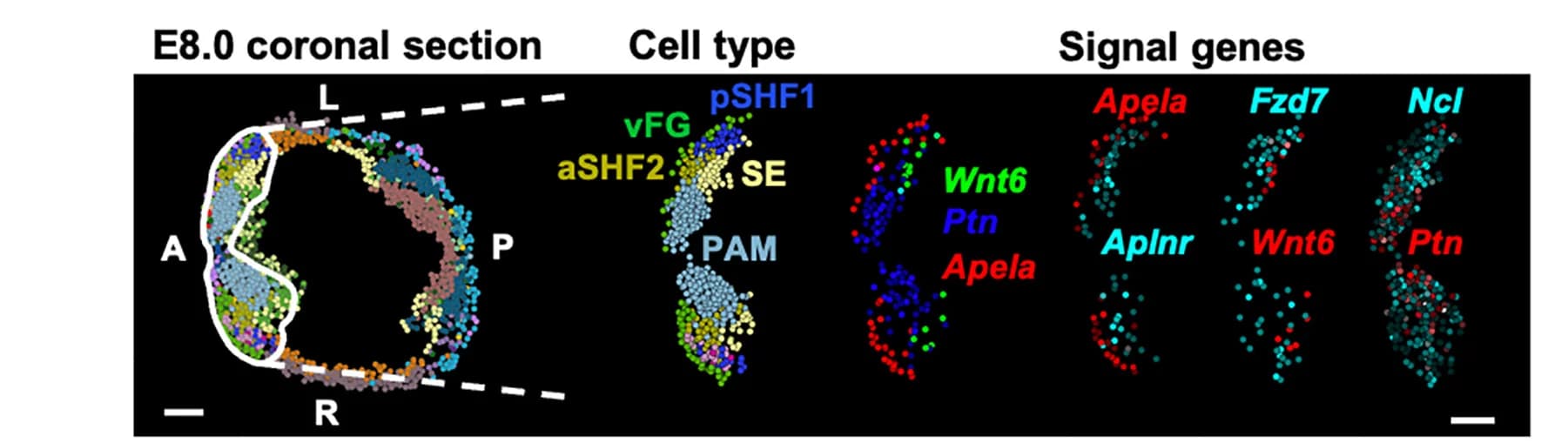 Open access visualization of Scatter Plot, Coronal Section, Cross-Germ-Layer Signaling, CPs, Scale Bar