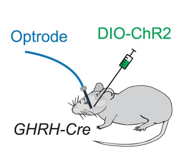 Open access visualization of Illustration, Optrode Recording, GHRH Neurons, Freely Moving Mice