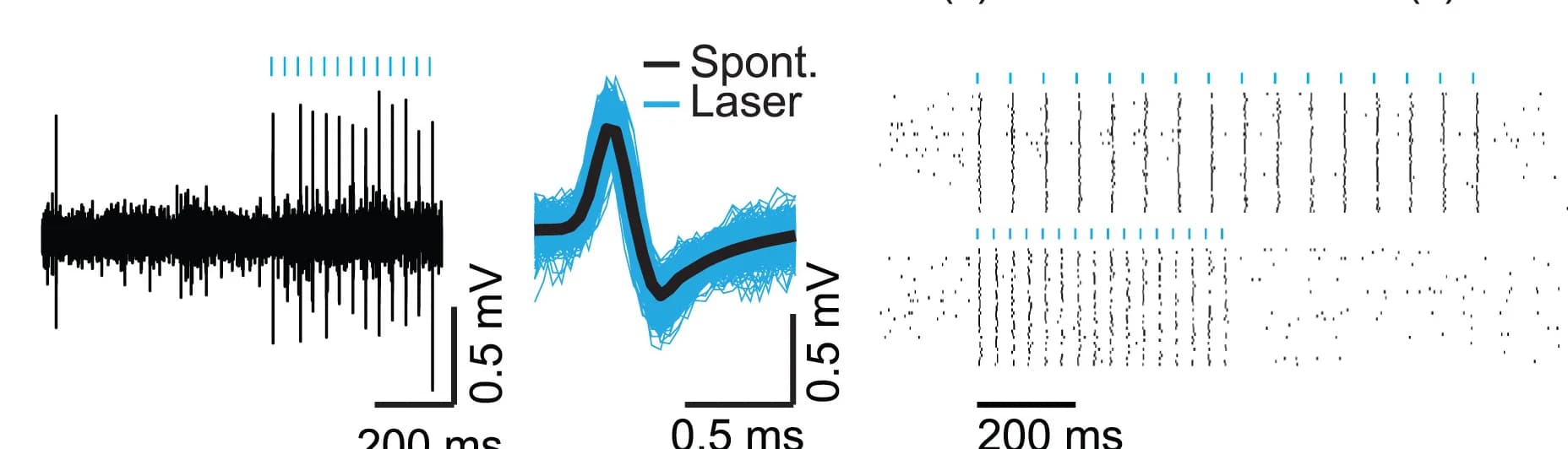 Open access visualization of Line Plot, Density Plot, Spike Recording, Spontaneous Spikes, Laser-Evoked Spikes