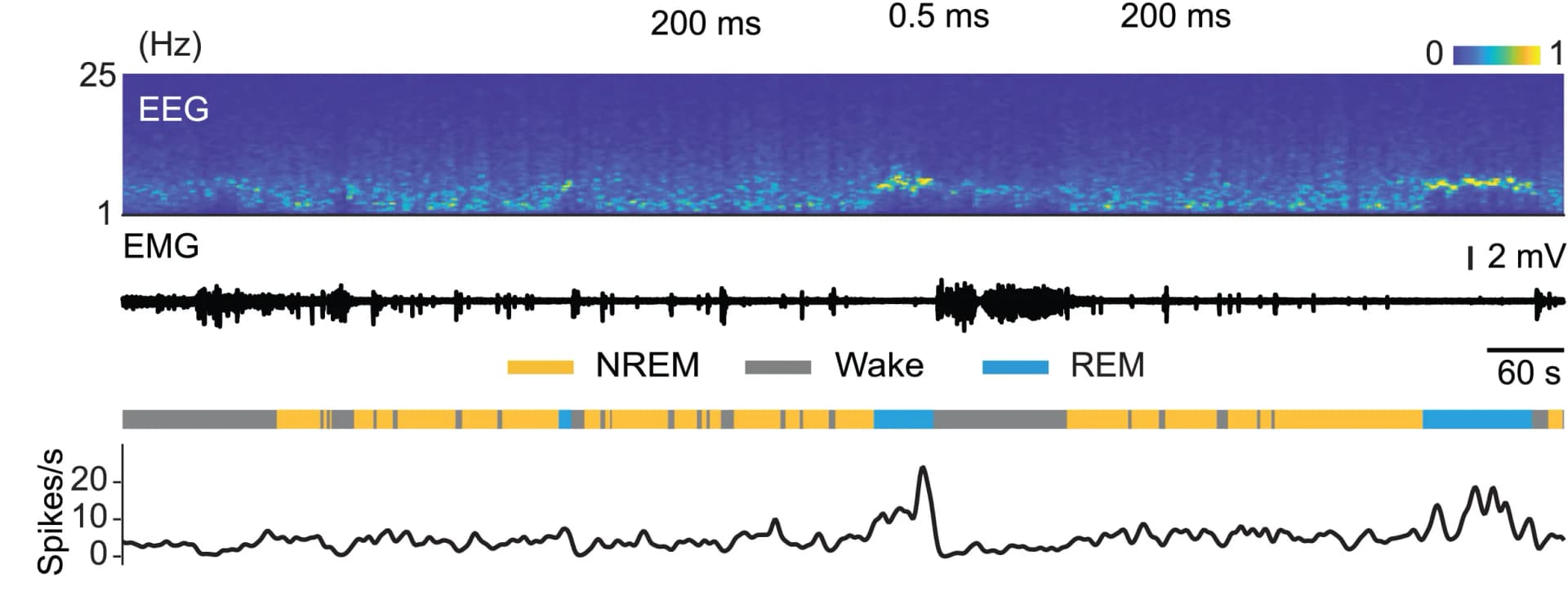 Open access visualization of Line Plot, Spectrogram, EEG Spectrogram, EMG Trace, Brain States