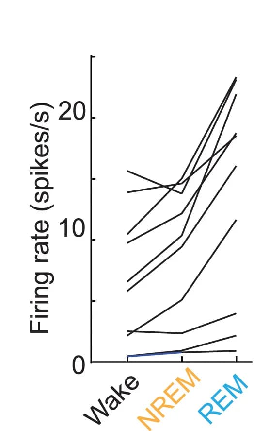 Open access visualization of Line Plot, Firing Rates, GHRH Neurons, Brain States, Wake