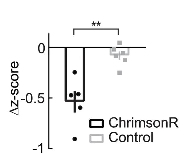 Open access visualization of Bar Plot, Scatter Plot, Error Bars, Response Amplitude, Laser Stimulation