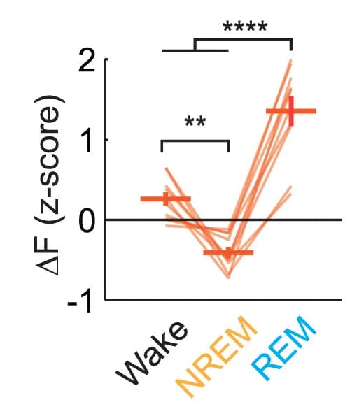 Open access visualization of Line Plot, Error Bars, Calcium Activity, SST Neurons, Brain State