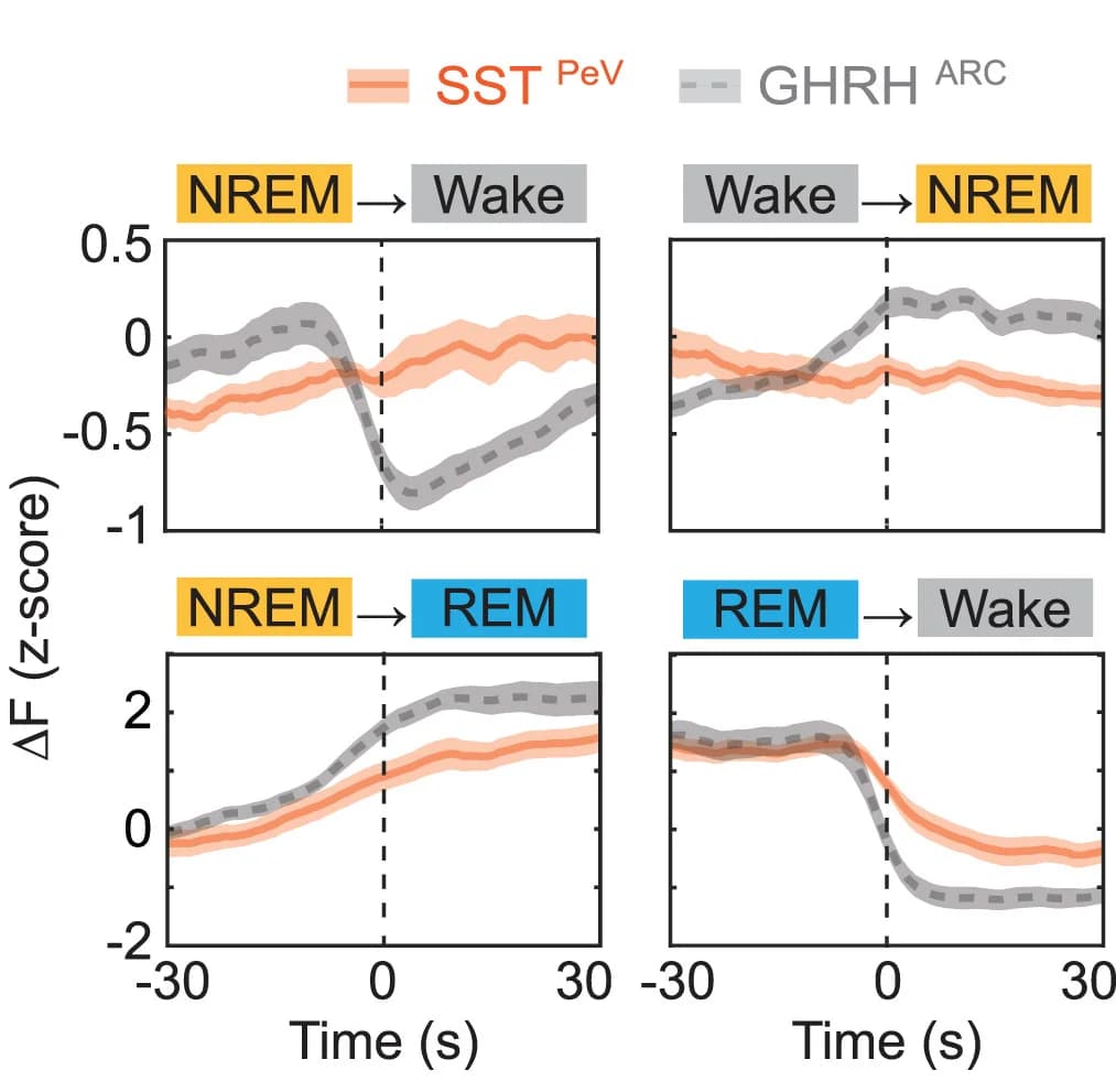 Open access visualization of Line Plot, Error Bars, Calcium Activity, SST Neurons, Brain State Transitions