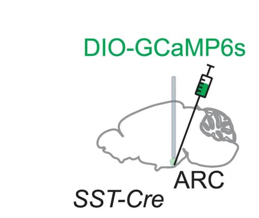 Open access visualization of Illustration, Calcium Fiber Photometry, Calcium Activity, SST Neurons