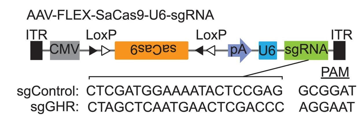 Open access visualization of Workflow, Illustration, Viral Construct, CRISPR-Cas9, Gene Disruption
