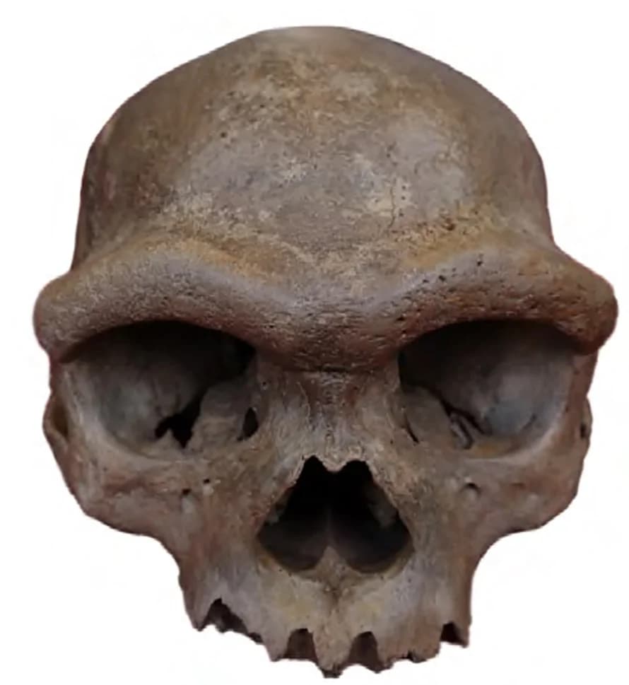 Open access visualization of Photo, Cranium, Middle Pleistocene, Harbin, Heilongjiang Province