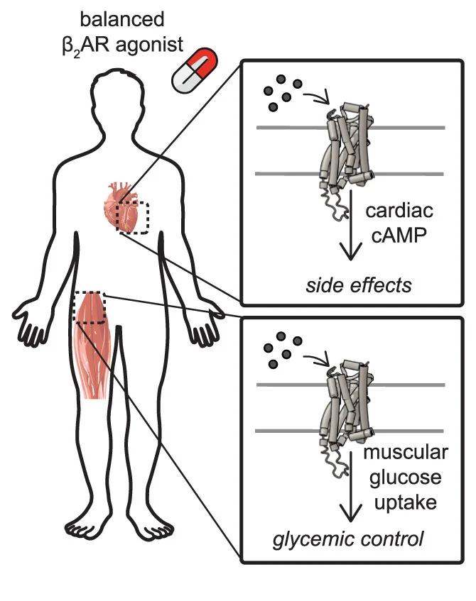 Open access visualization of Workflow, Illustration, cAMP, Cardiac Hypertrophy, Glucose Uptake