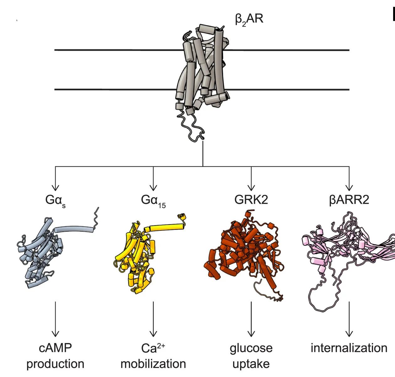 Open access visualization of Workflow, Flowchart, Illustration, Protein Structure, 2AR