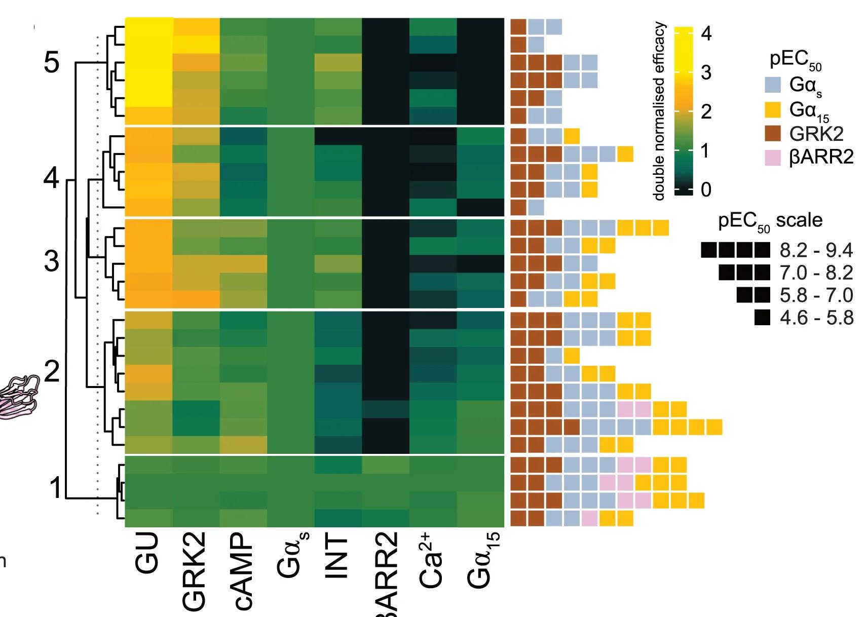 Open access visualization of Heatmap, Clustered, 2AR Agonists, K-Means Clustering, Efficacy