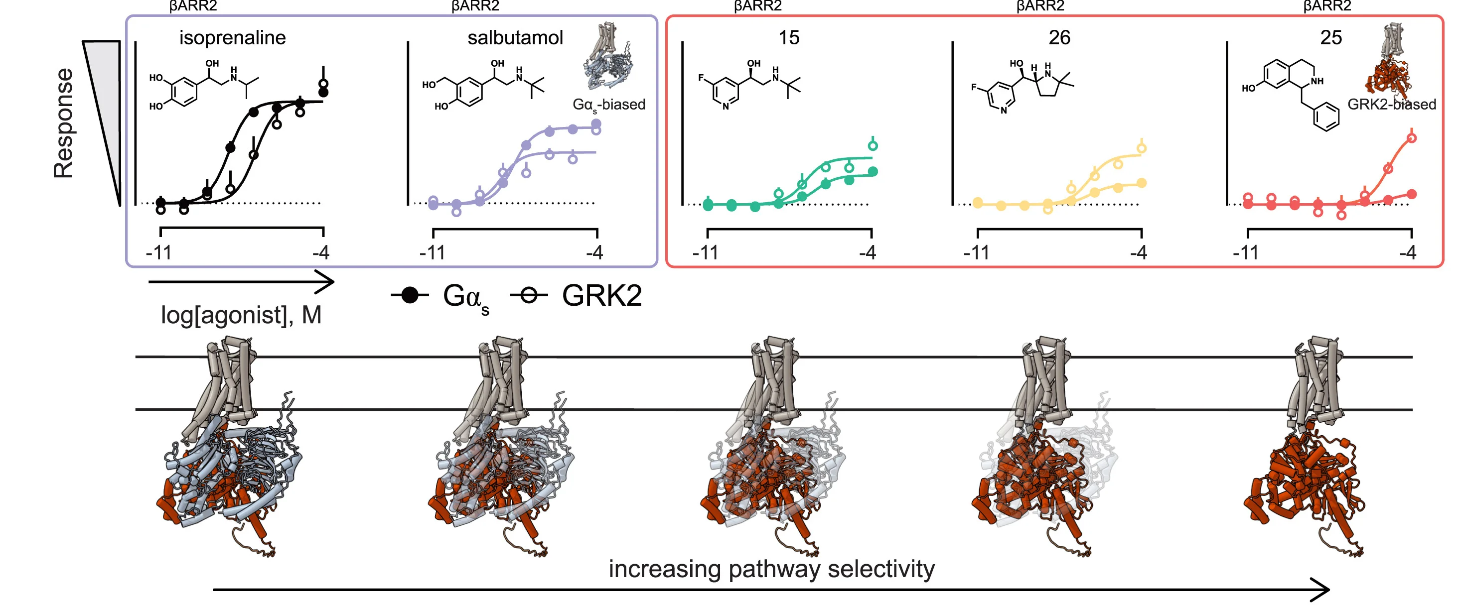 Open access visualization of Line Plot, Concentration-Response Curves, Gs, GRK2 Recruitment, 2AR
