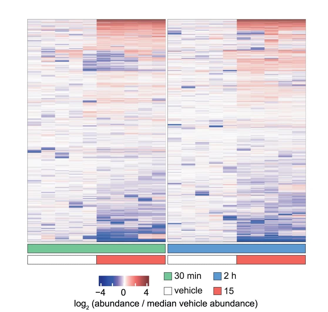 Open access visualization of Heatmap, Phosphopeptides, Muscle Bundles, Compound 15, Log2fold Change