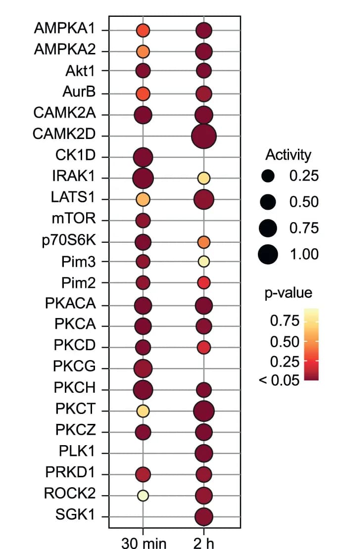 Open access visualization of Bubble Plot, Kinase Substrate Enrichment Analysis, Phosphopeptides, Compound 15, Kinase Activity