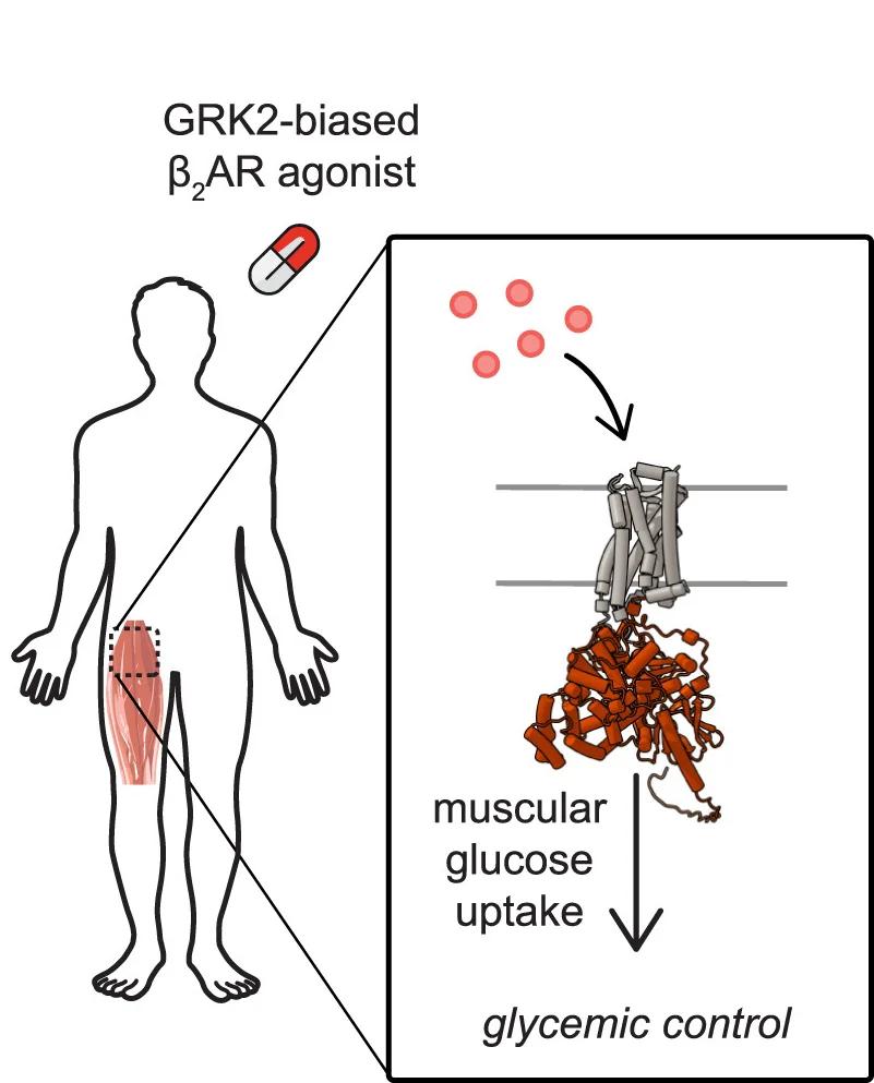 Open access visualization of Illustration, Workflow, Biased β2AR Agonists, GRK2, Glucose Uptake