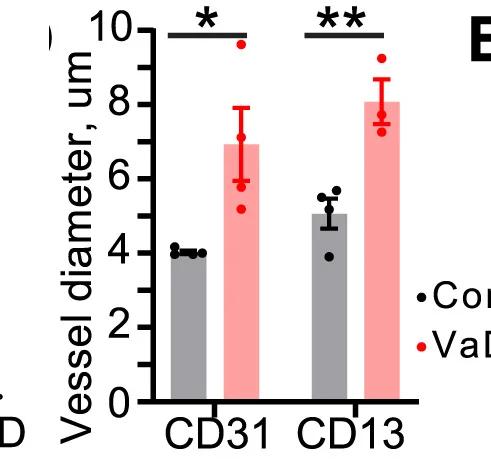 Open access visualization of Bar Plot, Error Bars, Clustered, Vessel Diameter, Immunostaining