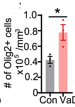 Open access visualization of Bar Plot, Error Bars, Quantification, OL, Olig2