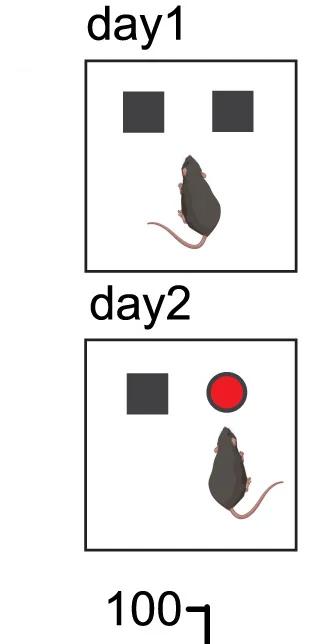 Open access visualization of Illustration, Schematic, Novel Object Recognition Test