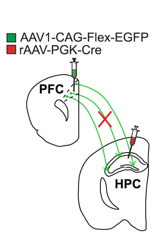 Open access visualization of Workflow, Illustration, Schematic, Retrograde Viral Labeling, Hippocampus