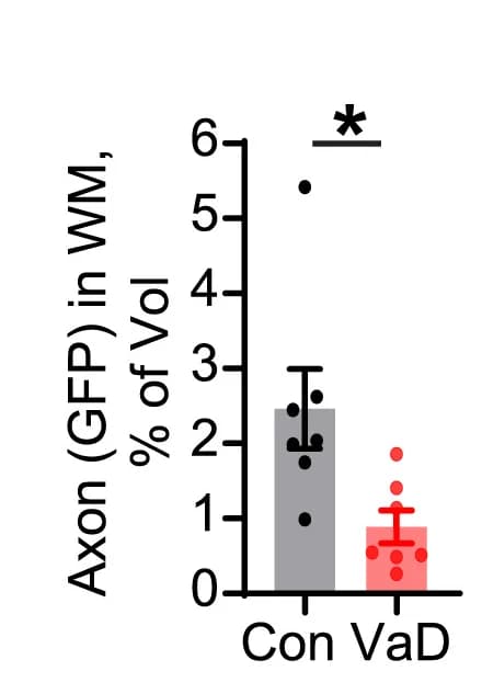 Open access visualization of Bar Plot, Error Bars, Scatter Plot, Quantification, Axon Volume